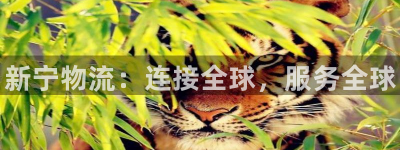 28圈模拟器下载：新宁物流：连接全球，服务全球